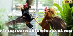 Các Loại Vacxin Nên Tiêm Cho Gà Chọi Tại Nhà Cái 9BET