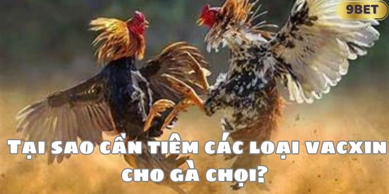 Tại sao cần tiêm các loại vacxin cho gà chọi?