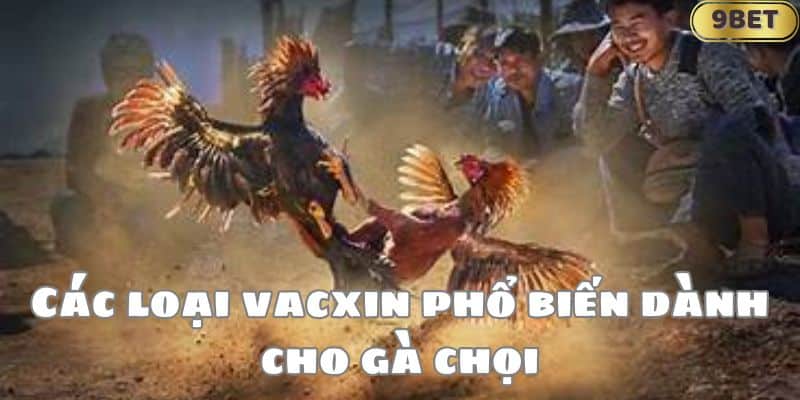 Các loại vacxin phổ biến dành cho gà chọi