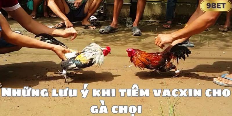 Những lưu ý khi tiêm vacxin cho gà chọi