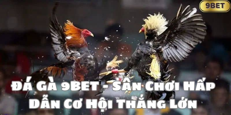 Đá Gà 9BET - Sân Chơi Hấp Dẫn Cơ Hội Thắng Lớn