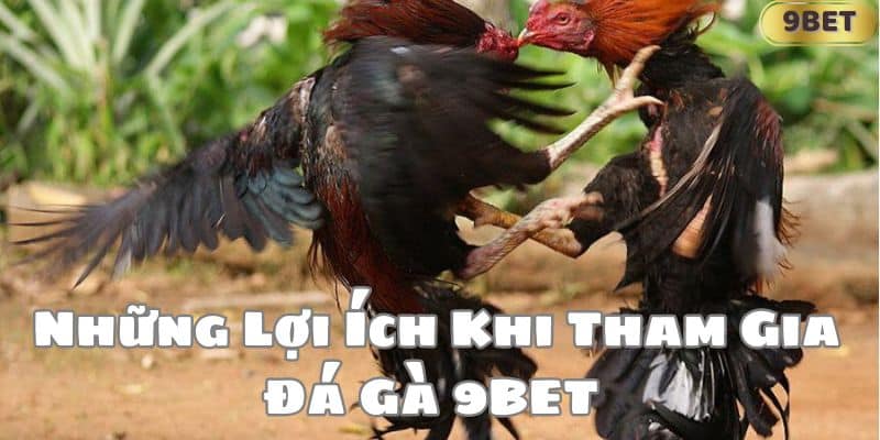 Những Lợi Ích Khi Tham Gia Đá Gà 9BET