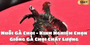 Nuôi Gà Chọi - Kinh Nghiệm Chọn Giống Gà Chọi Chất Lượng