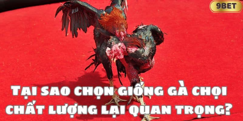 Tại sao chọn giống gà chọi chất lượng lại quan trọng?