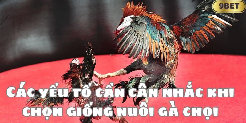 Các yếu tố cần cân nhắc khi chọn giống nuôi gà chọi